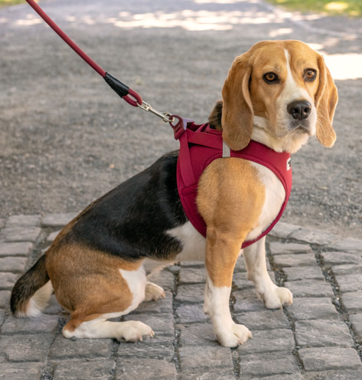 Curli Air Mesh Dog Harness, Lightweight, soft, dog harness