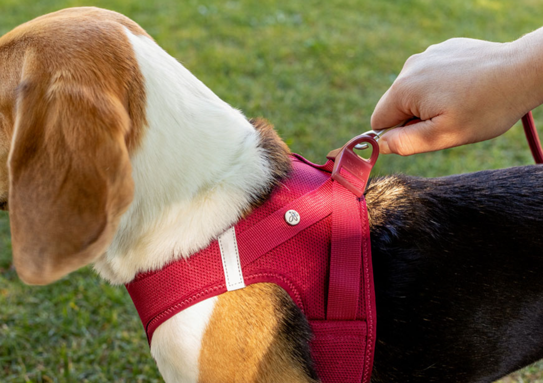 Curli Air Mesh Dog Harness. A lightweight, easy to fit soft harness