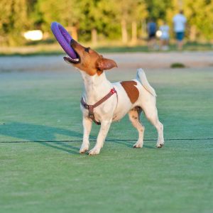 Floating Dog Toys