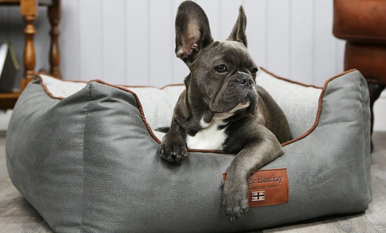 French Bulldog on a George Barclay Orthopaedic Box Bed