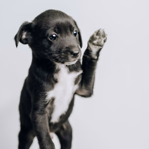 Dogs