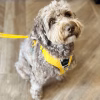 Dog Copenhagen Yellow Harness and matching lead