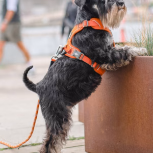 Harness