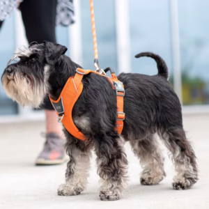 ALT text: “Dog wearing the DOG Copenhagen Comfort Walk Pro Harness during a walk — durable, reflective, ergonomic design for comfort and safety.”