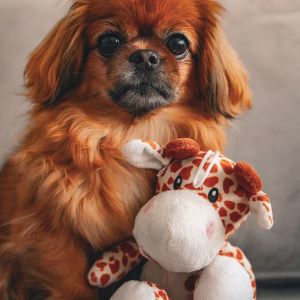 Soft Toys